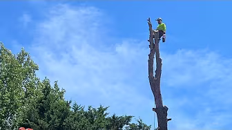 Huge Tree Climb + Removal