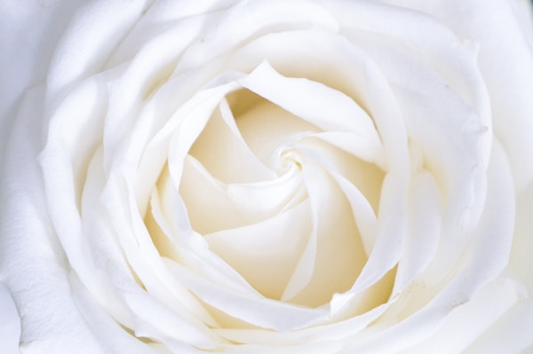 Gorgeous white rose