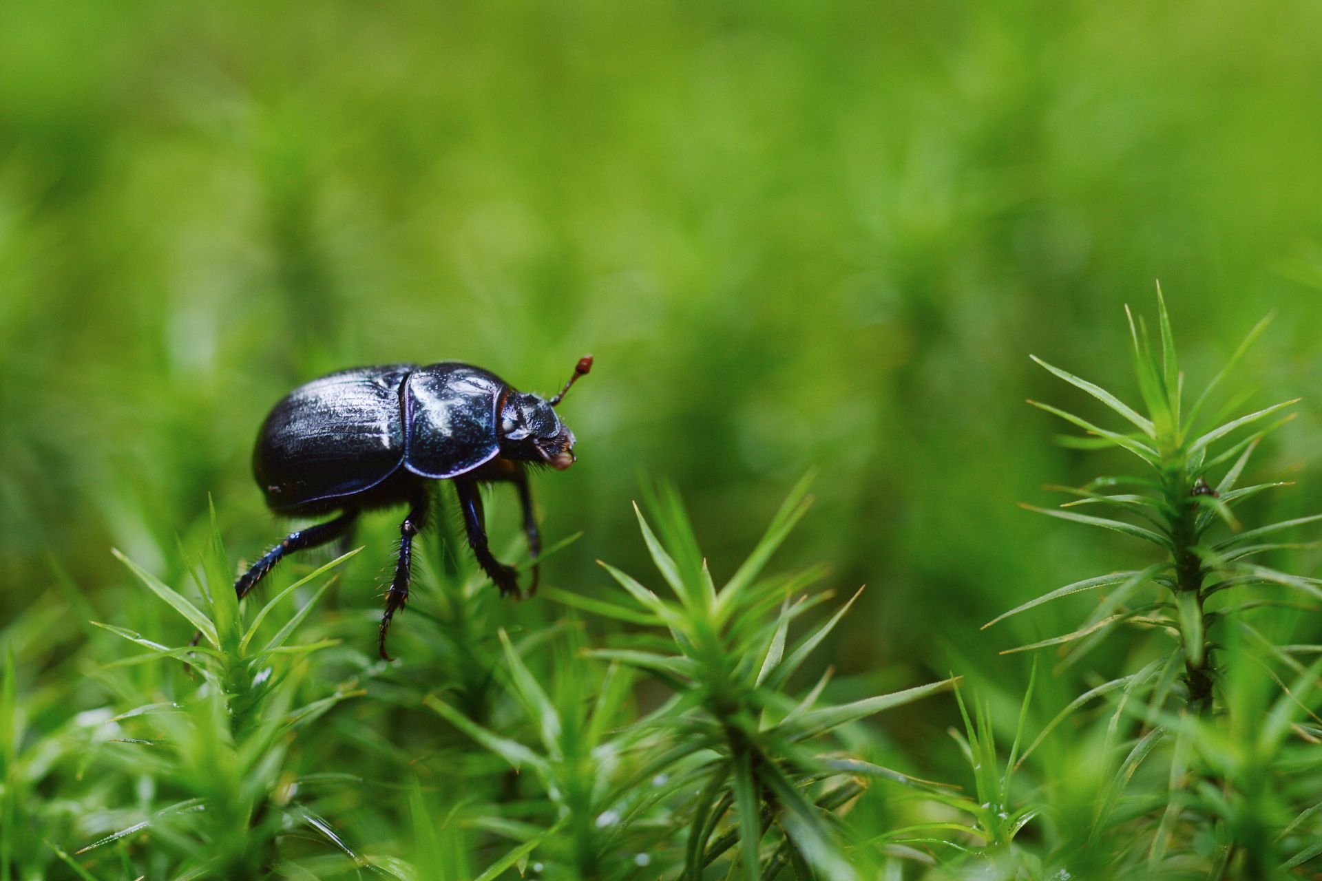 Close-up of a shiny black beetle walking across spiky green moss. A clear example of a potential lawn pest.