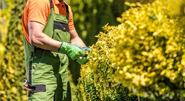 A person in work gloves and protective clothing is emptying the grass catcher of a lawn mower after mowing.