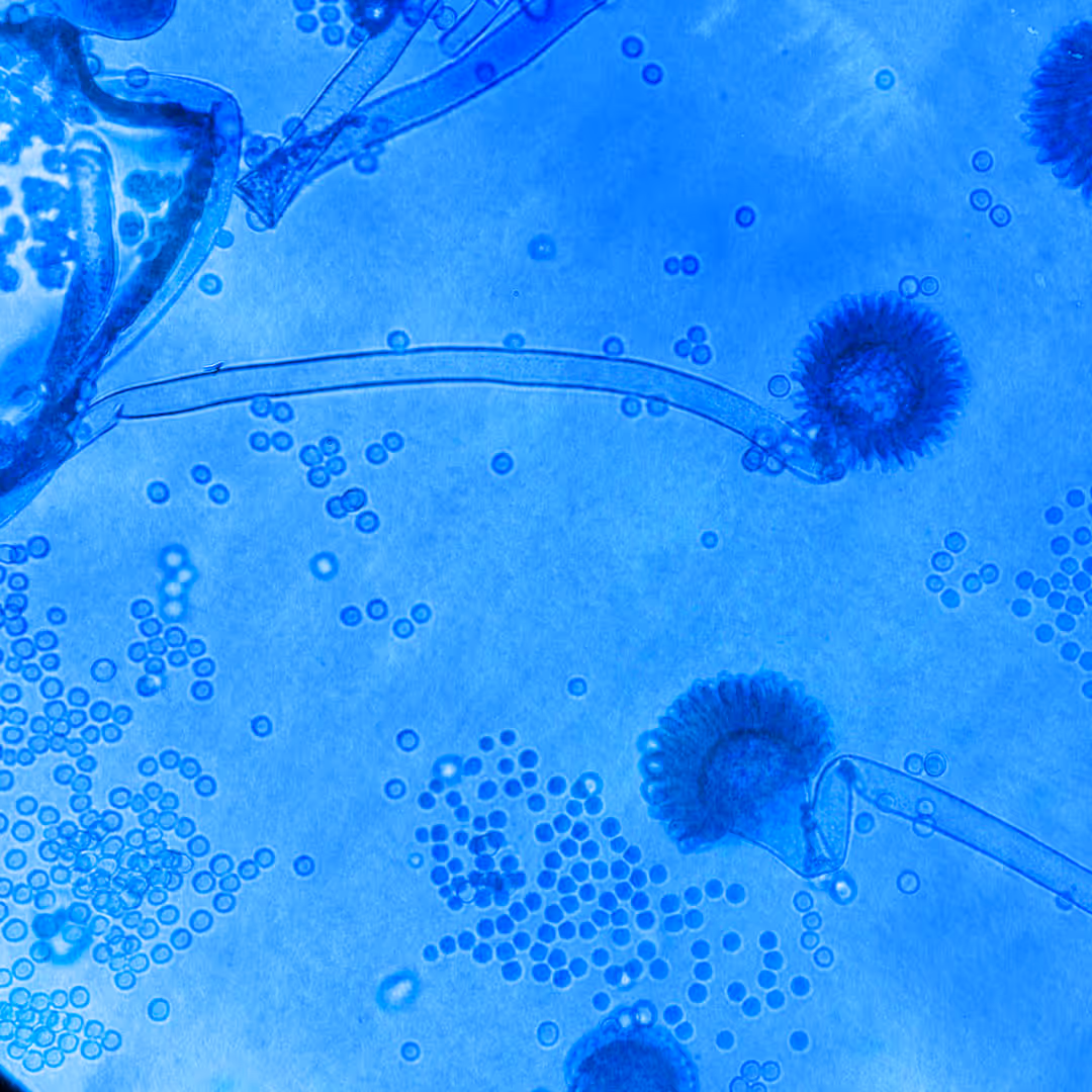 Microscopic view of blue-stained fungal spores and hyphae under a light microscope.