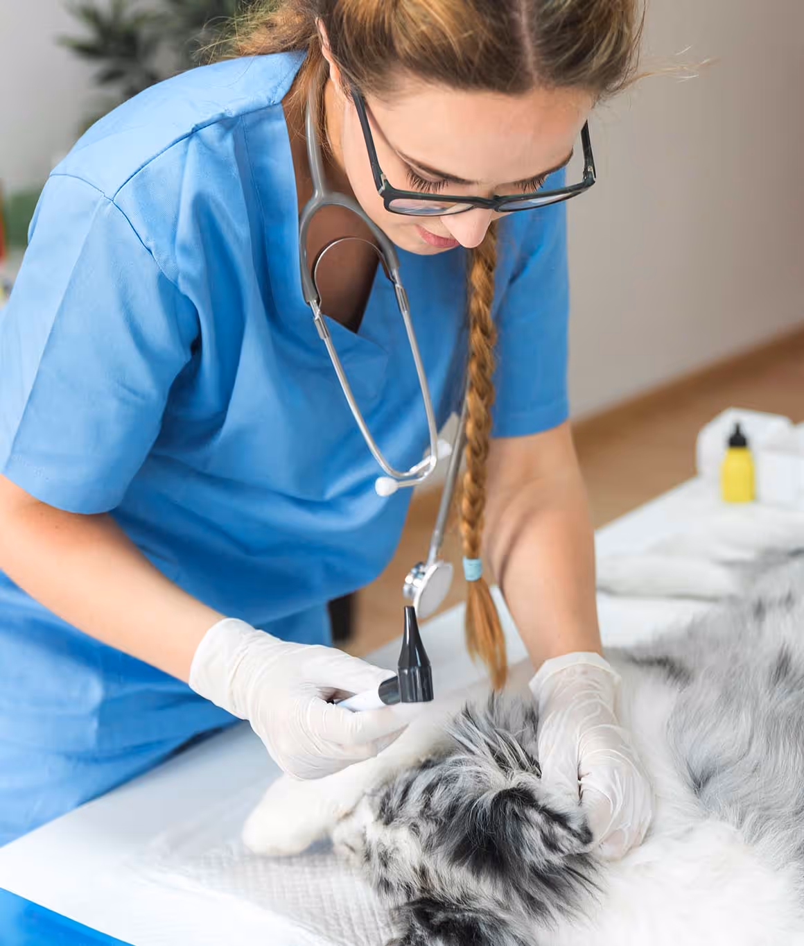 BVS Veterinary Recruitment Agency