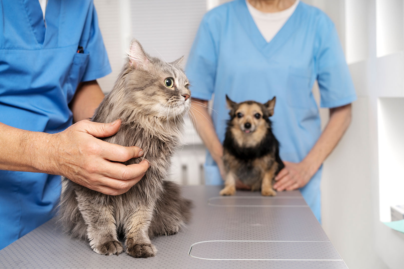 What Practices Can Do to Attract and Keep Top Veterinary Talent