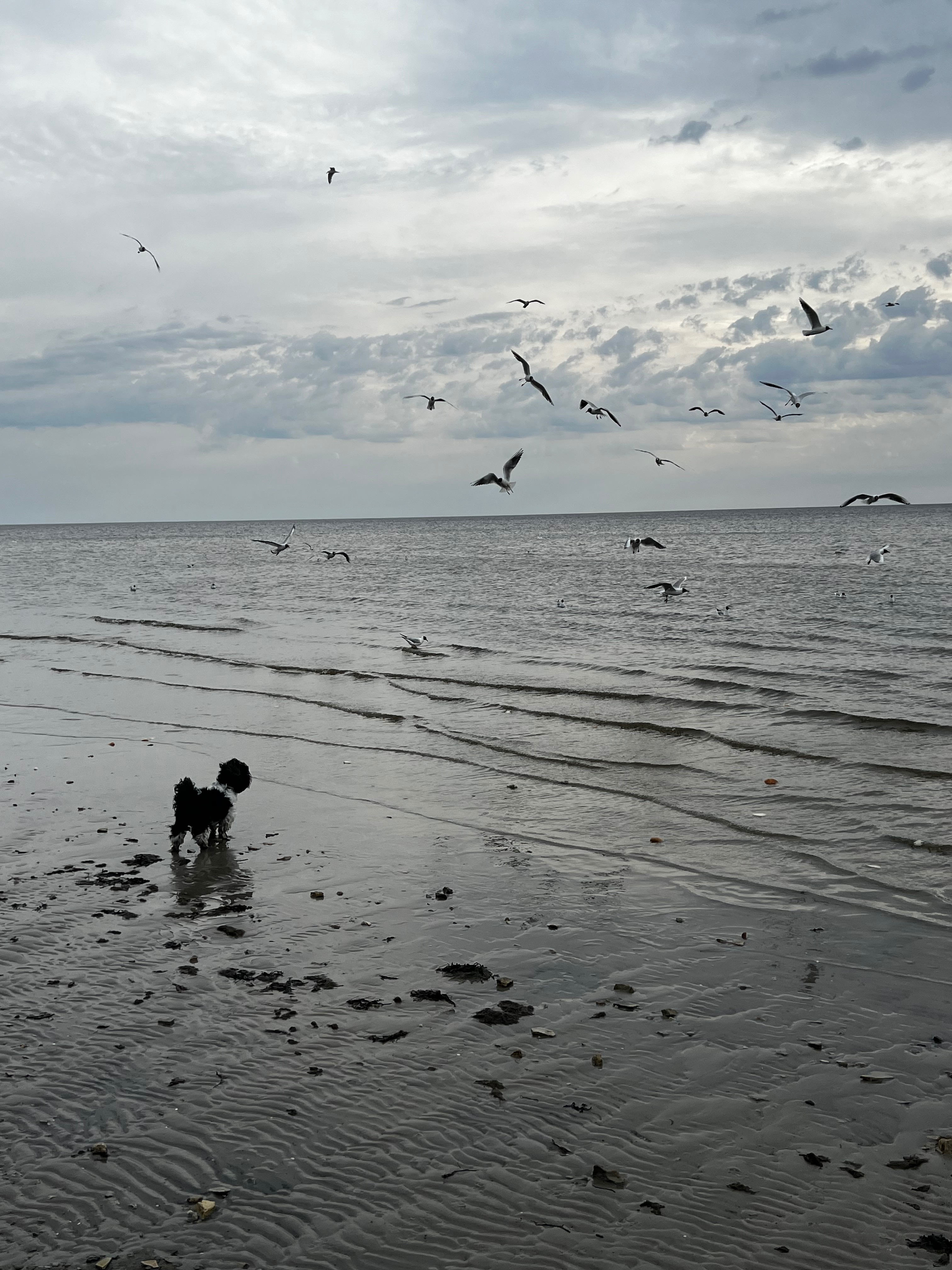 dog next to seashore / suns krastā
