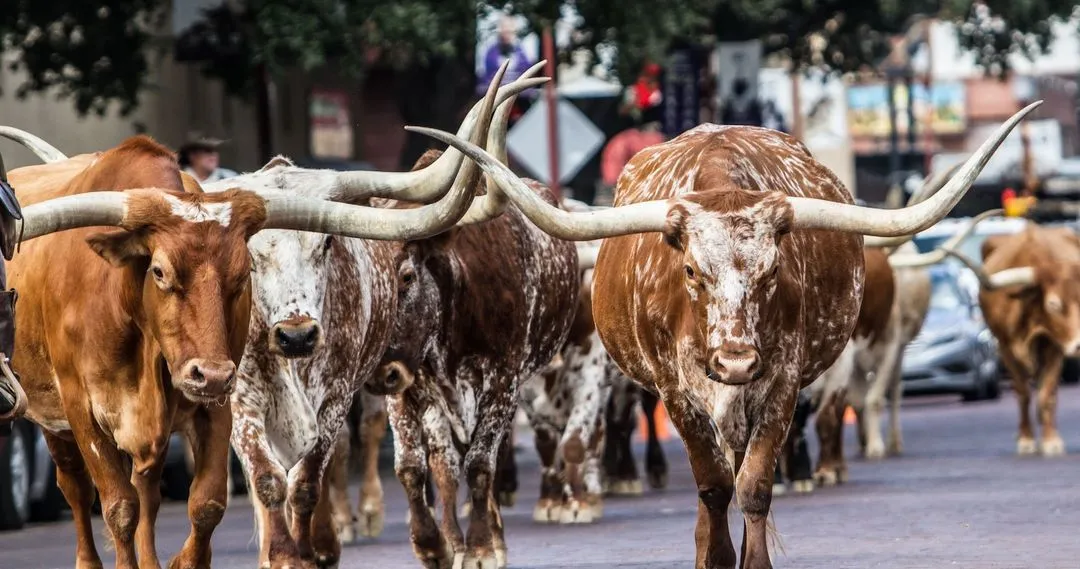 Bulls during a cattle drive at the Fort Worth Stock Yard