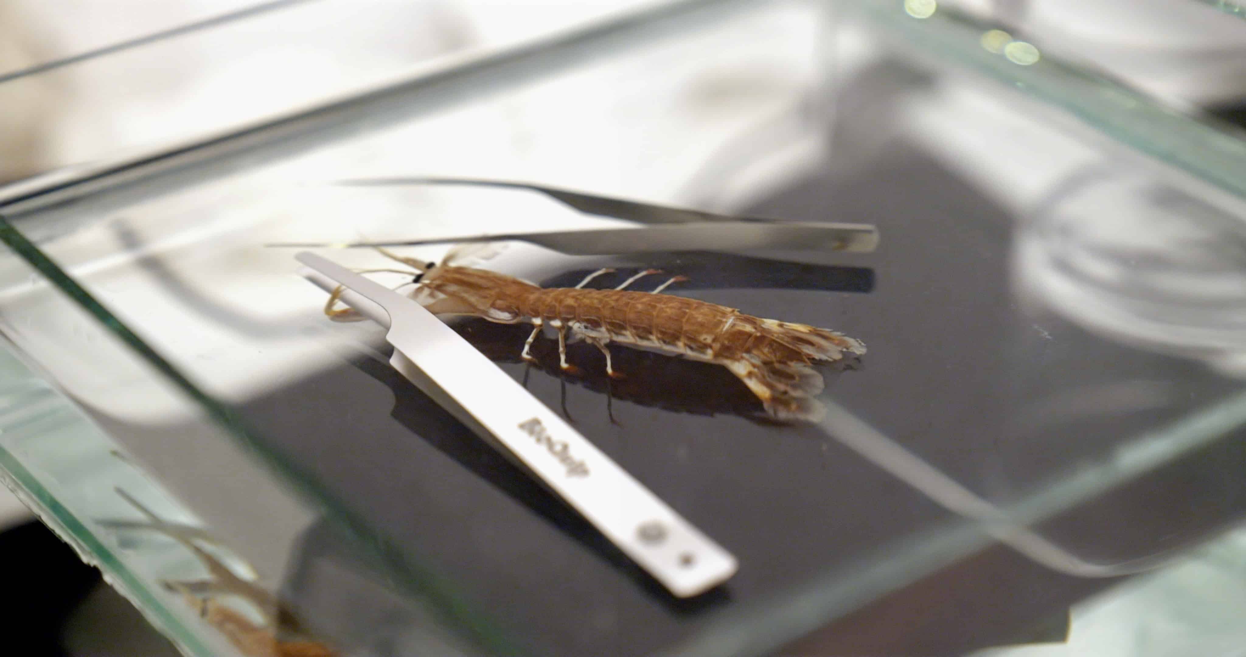 Newly found shrimp being prepared to be archived.