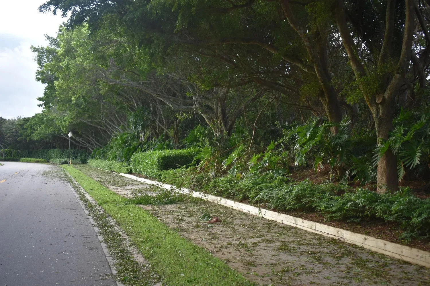 Debris on the road in Grey Oaks