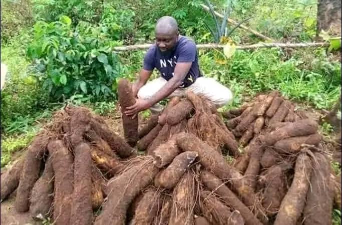Eko Yam Tubers