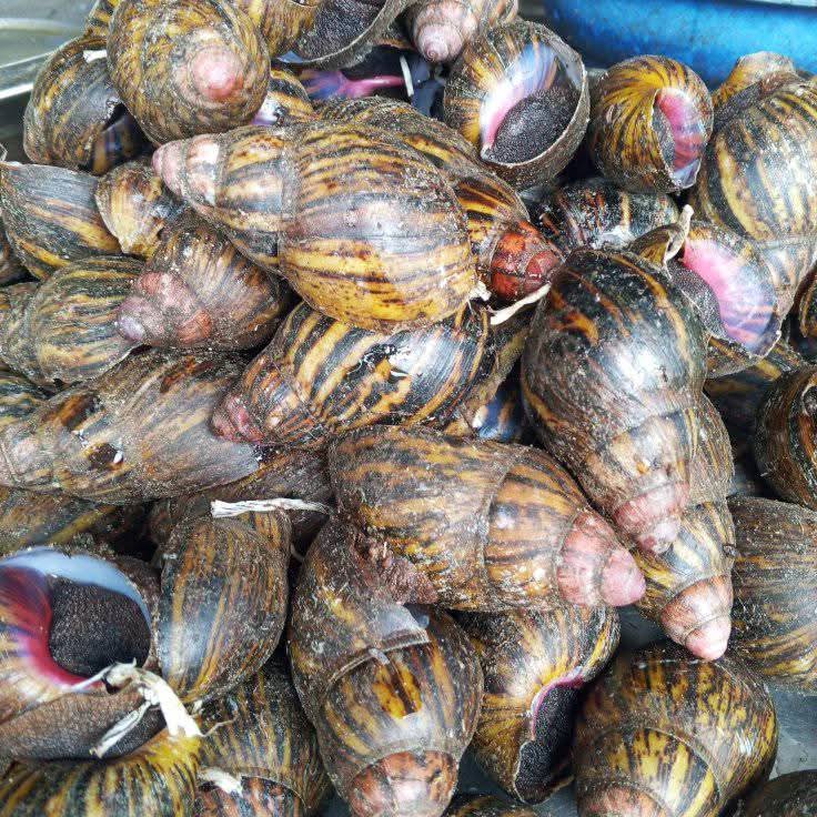 Eko Snails