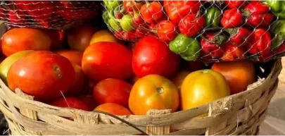 Fresh Organic Vegetables Bundle
