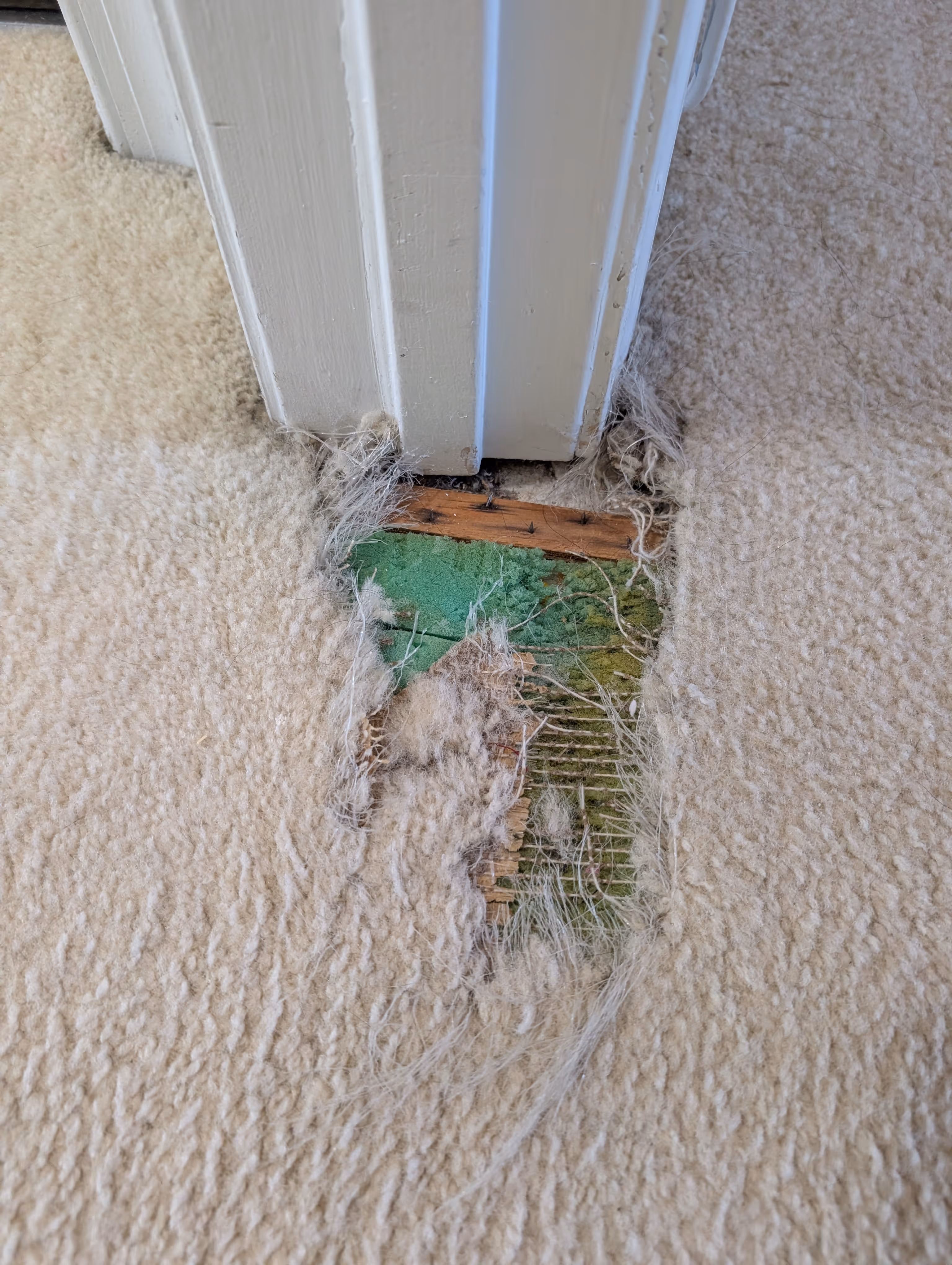 Close-up of a beige carpet frayed and worn through near a white door frame, revealing green and wooden subfloor beneath.