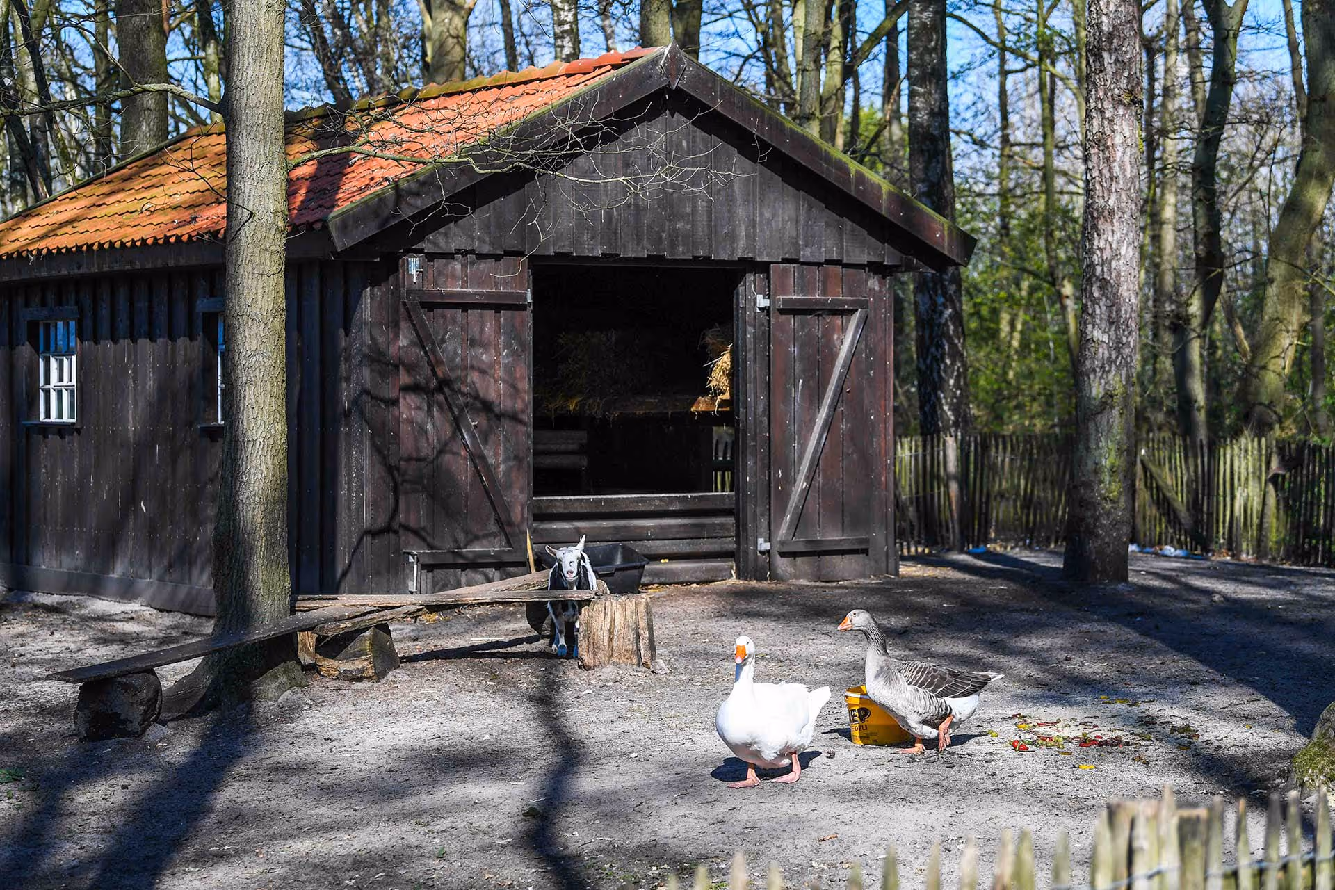 Die Außenanlage mit einem Ziegen und Enten Gehege.