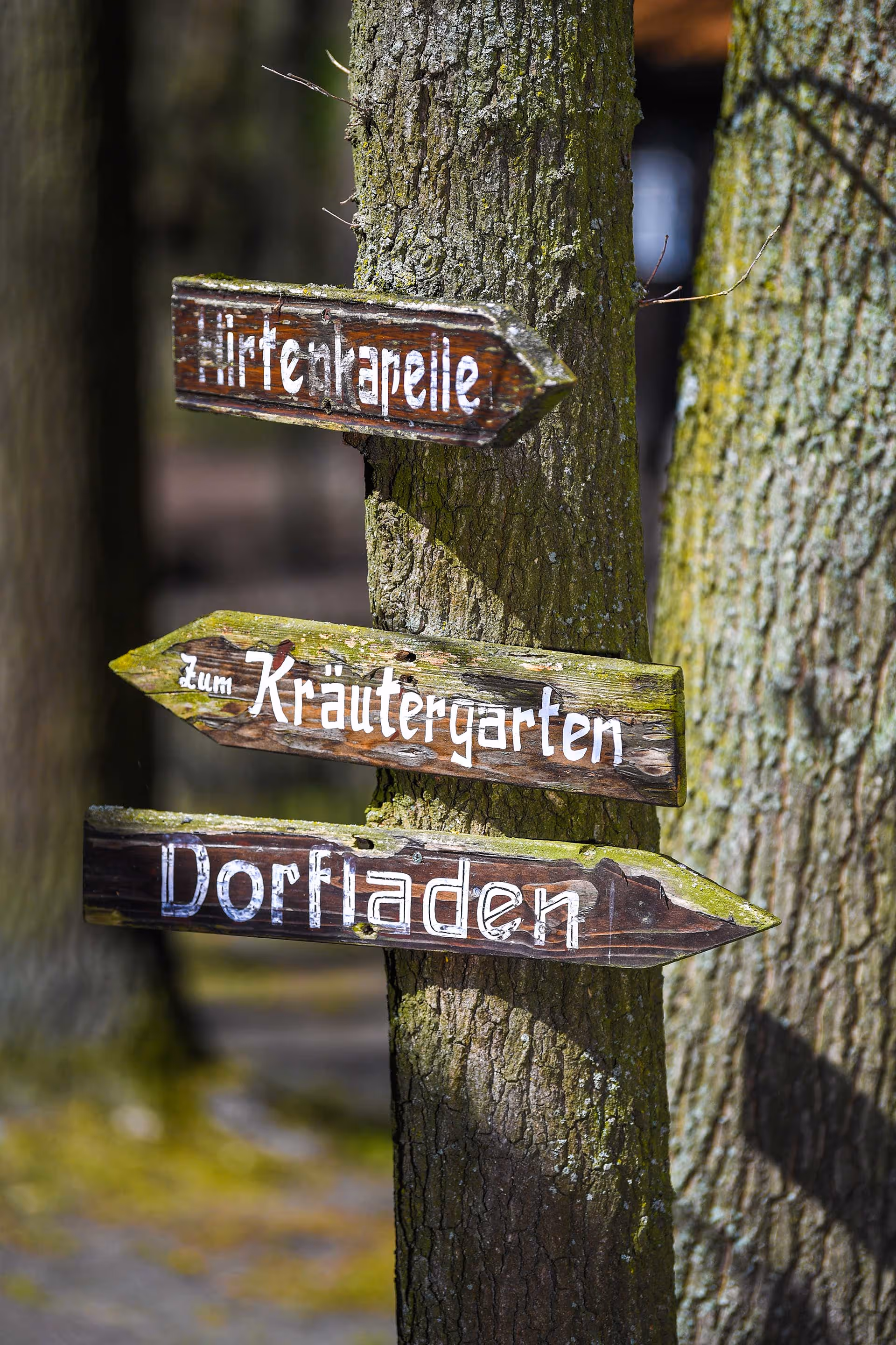 Drei Wegweiser an einen Baum befestigt mit den Aufschriften "Hirtenkapelle, Kräutergarten und Dorfladen"
