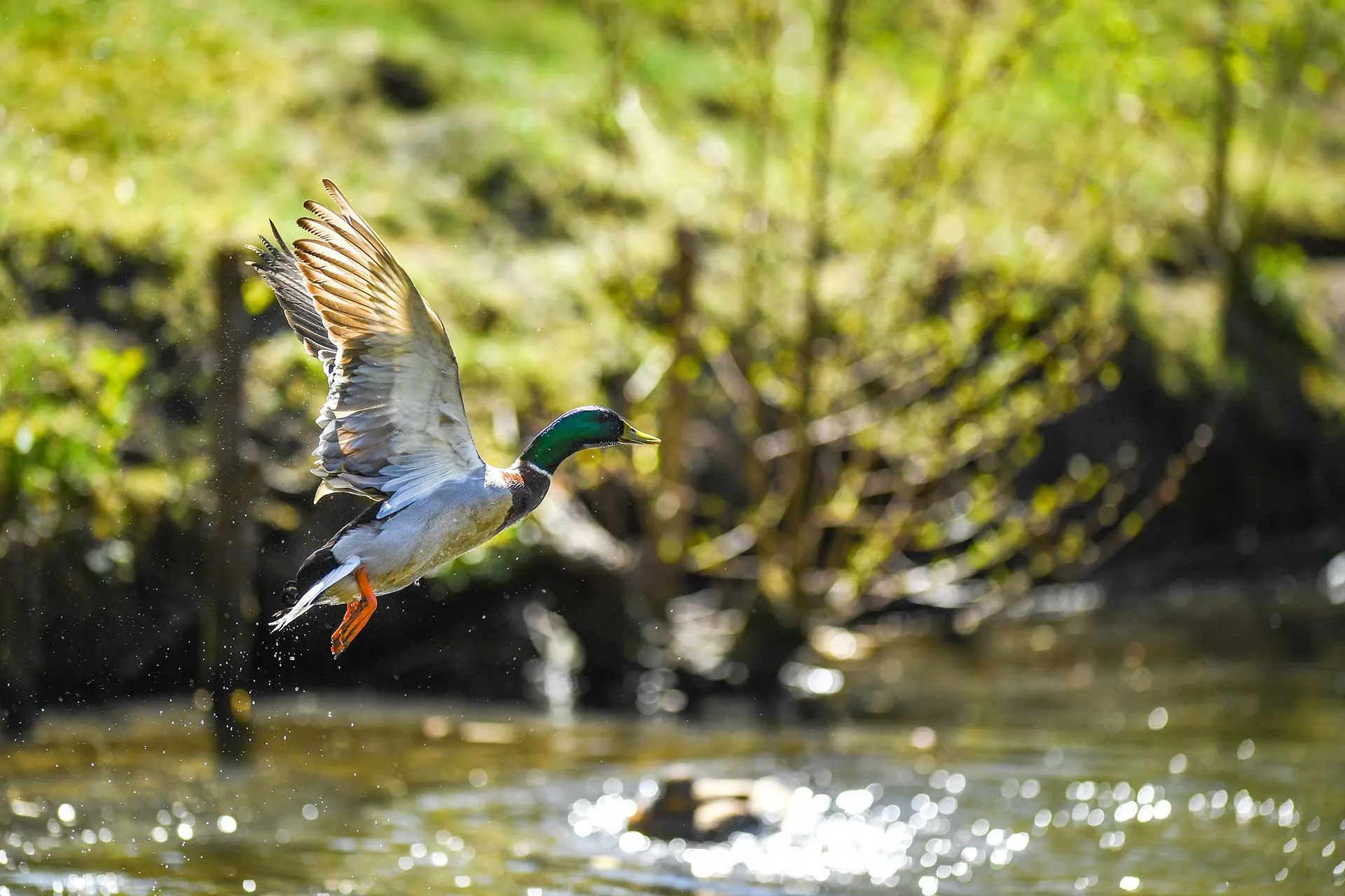 Eine Ente im Flug über dem Teich fotografiert.