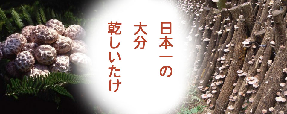 日本一の大分乾しいたけ