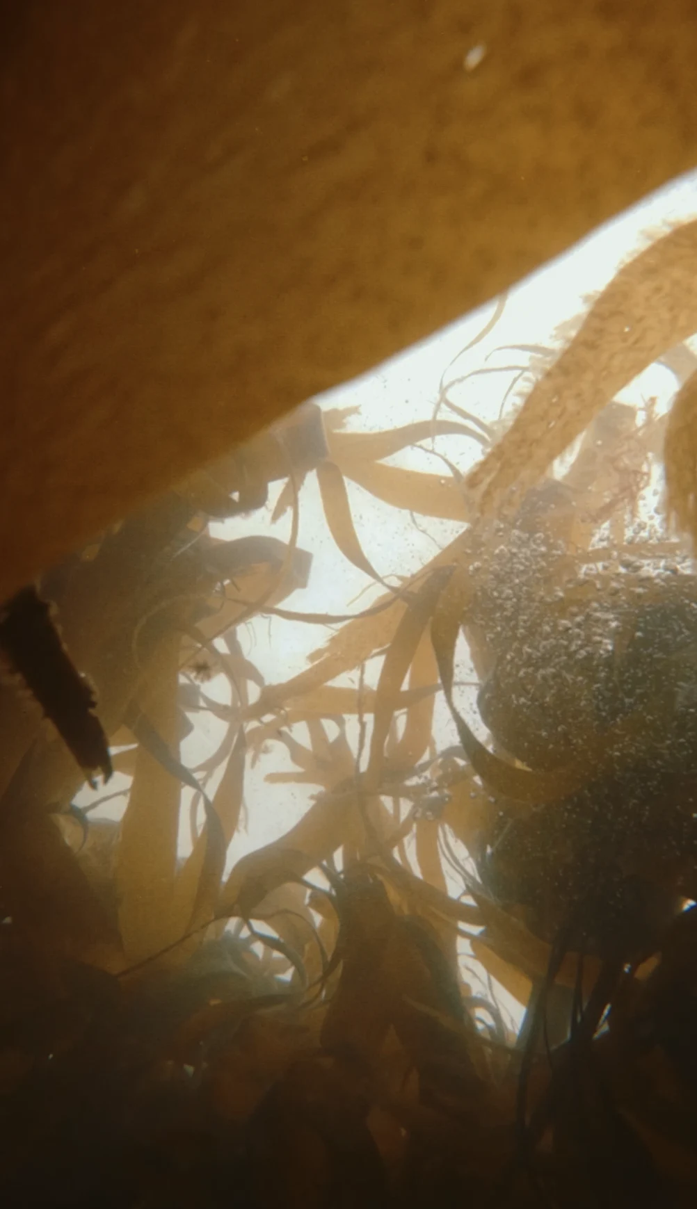 underwater camera shot surrounded by kelp looking up