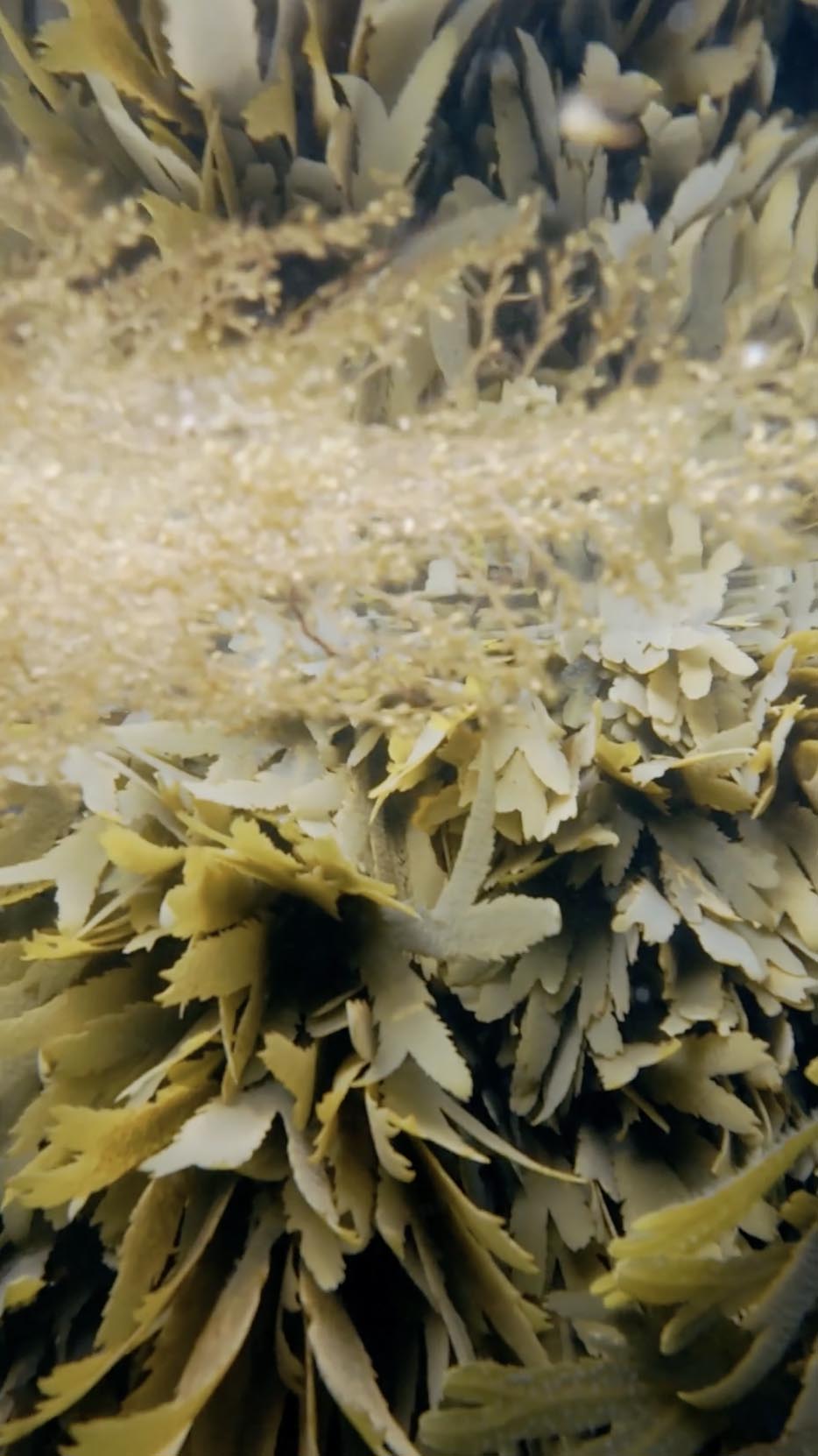 Seaweed floating underwater