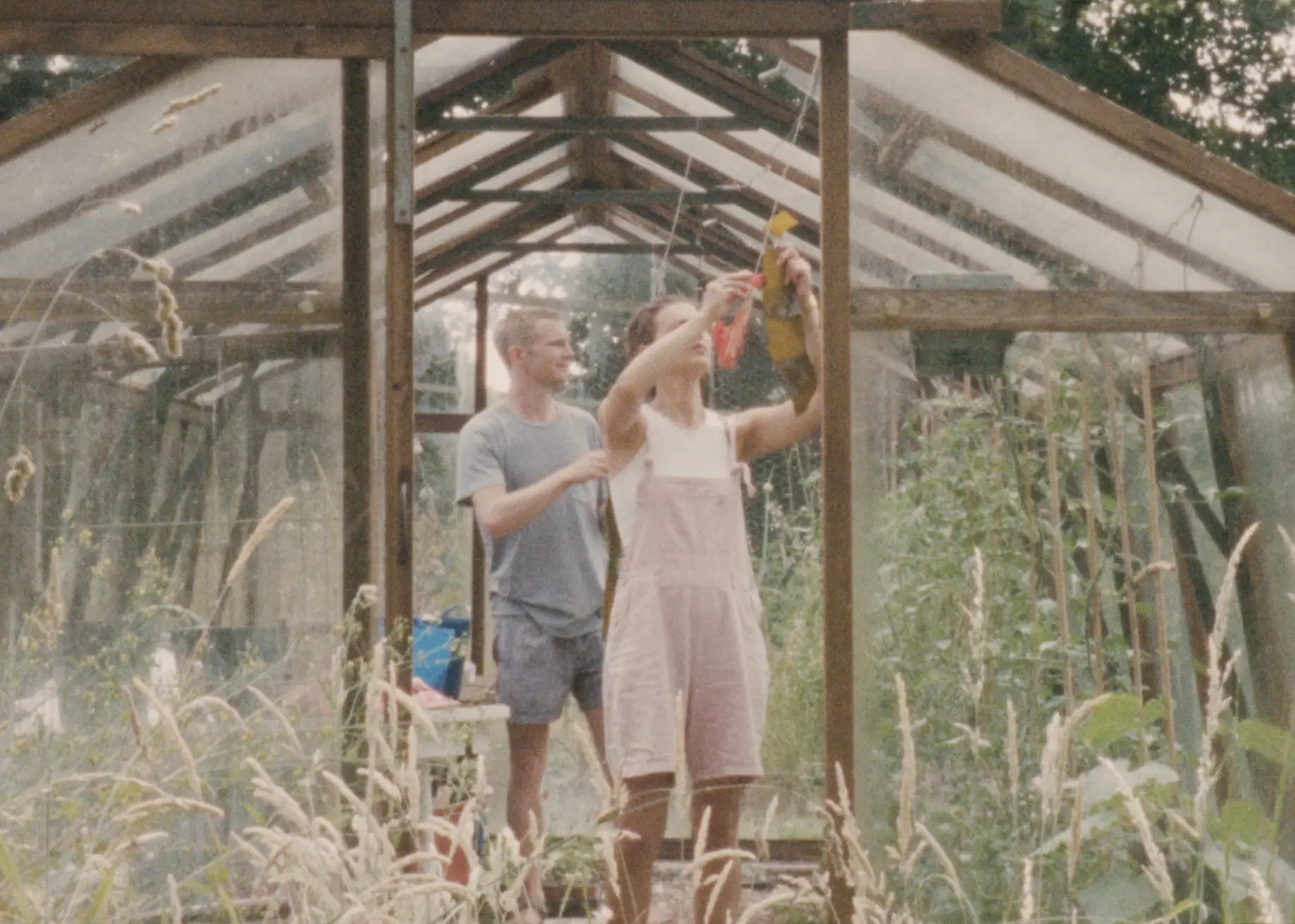 the seaweed people hanging and drying seaweed in a greenhouse