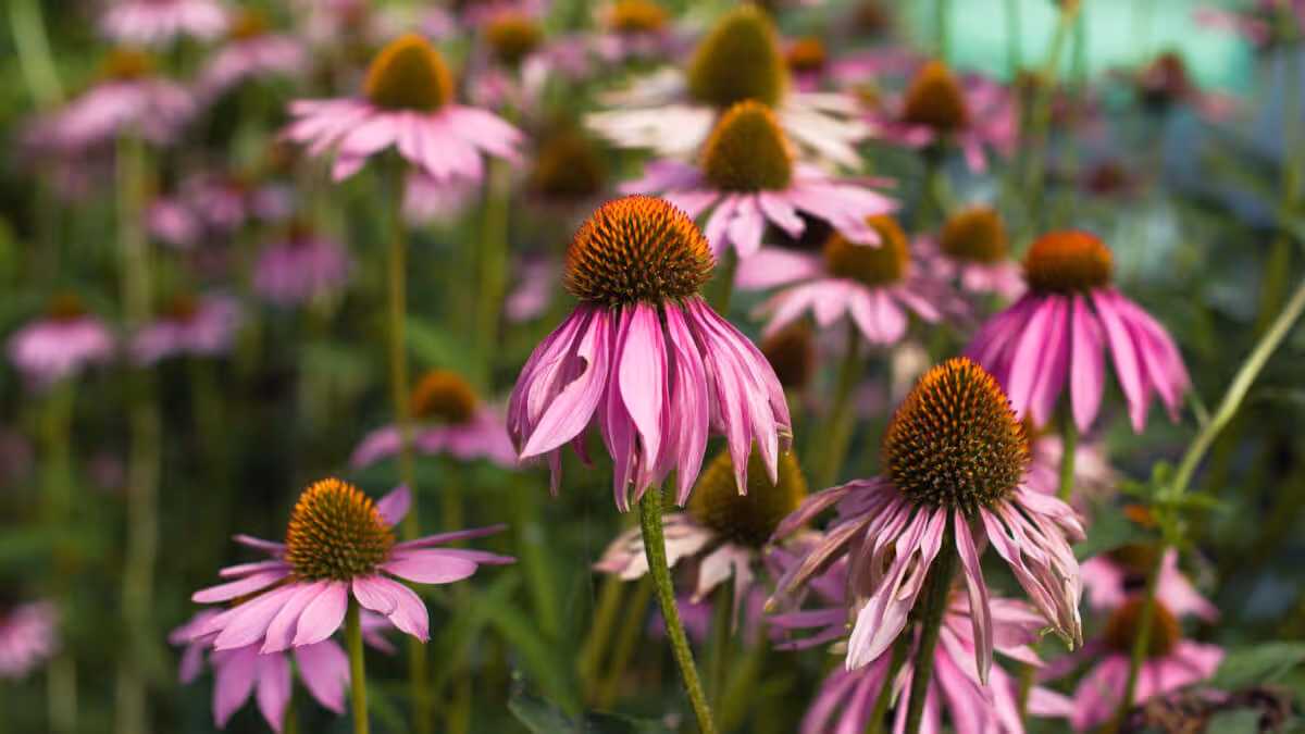 Close-up of blooming purple coneflowers with orange-brown centers in a green garden.