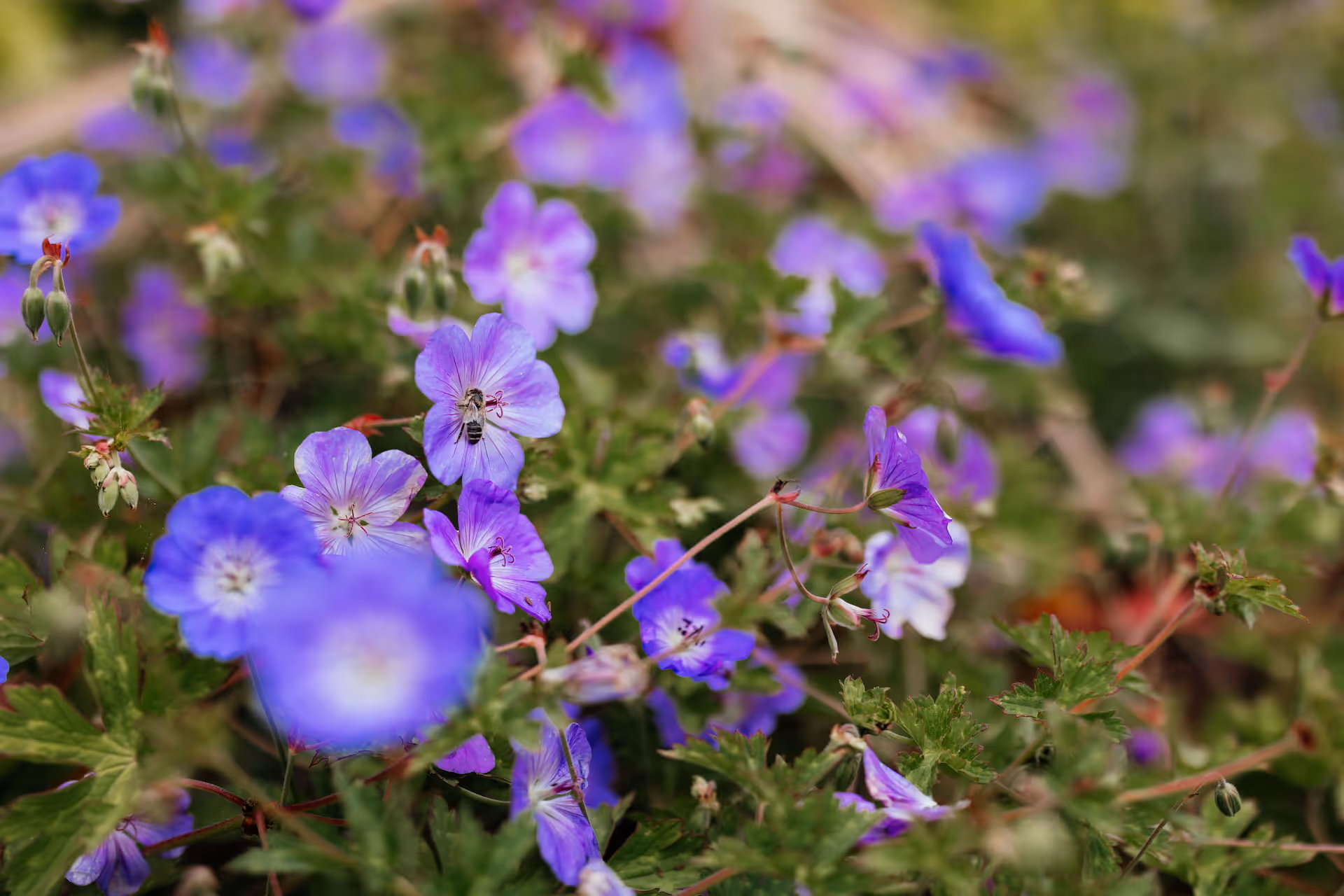 Close-up of a bee collecting nectar from vibrant purple flowers in a green garden.
