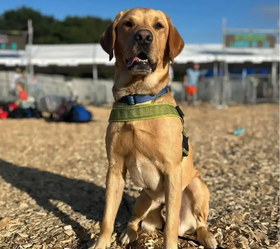 Golden Labrador wearing a green harness sitting on wood chips under bright sunlight at an outdoor event.