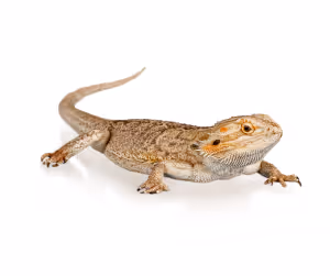 a lizard on a transparent background