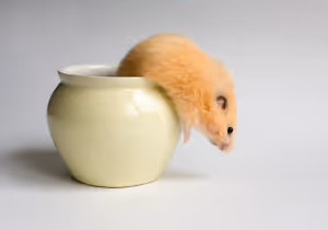 a hamster escaping from a jar