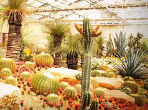 A group of cactuses, red flowers and a palm tree in a greenhouse