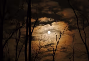 A night sky with the moon shining through orange clouds and black silhouetted tree branches