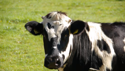 A black and white cow in a green grassy park