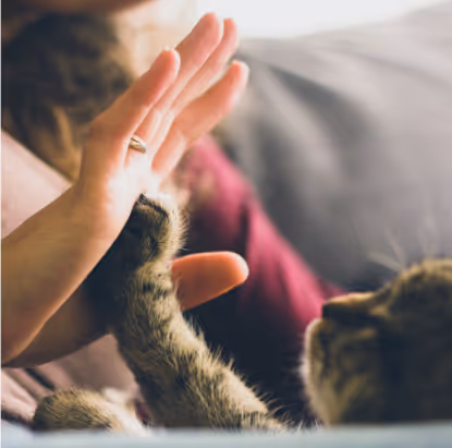 a close up on a hand high fiving the paw of a tabby kitten