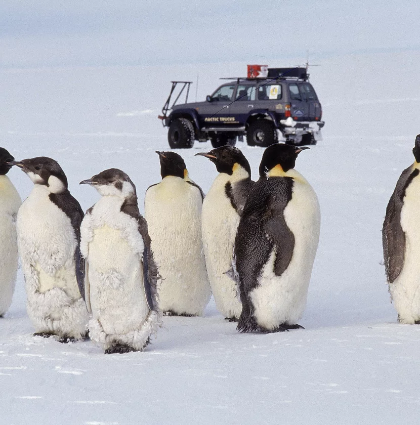 Group of emperor penguins standing on snow with a dark blue Arctic truck vehicle in the background.