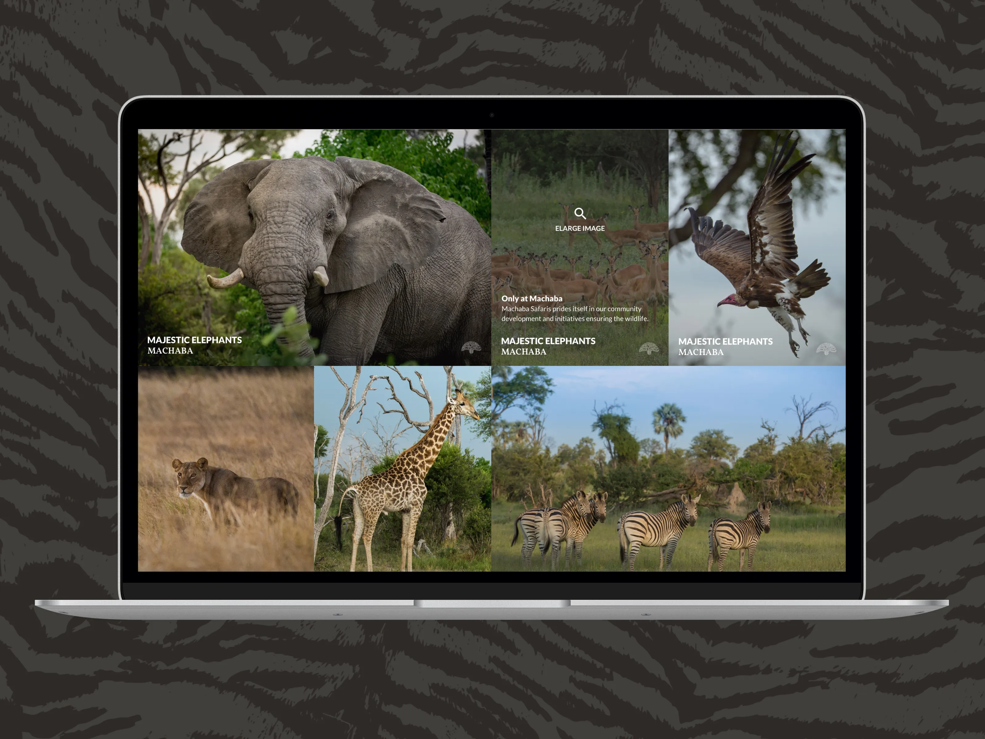 Laptop screen displaying photos of African wildlife including an elephant, a lioness, a giraffe, zebras, a vulture in flight, and a group of antelopes in the wild.