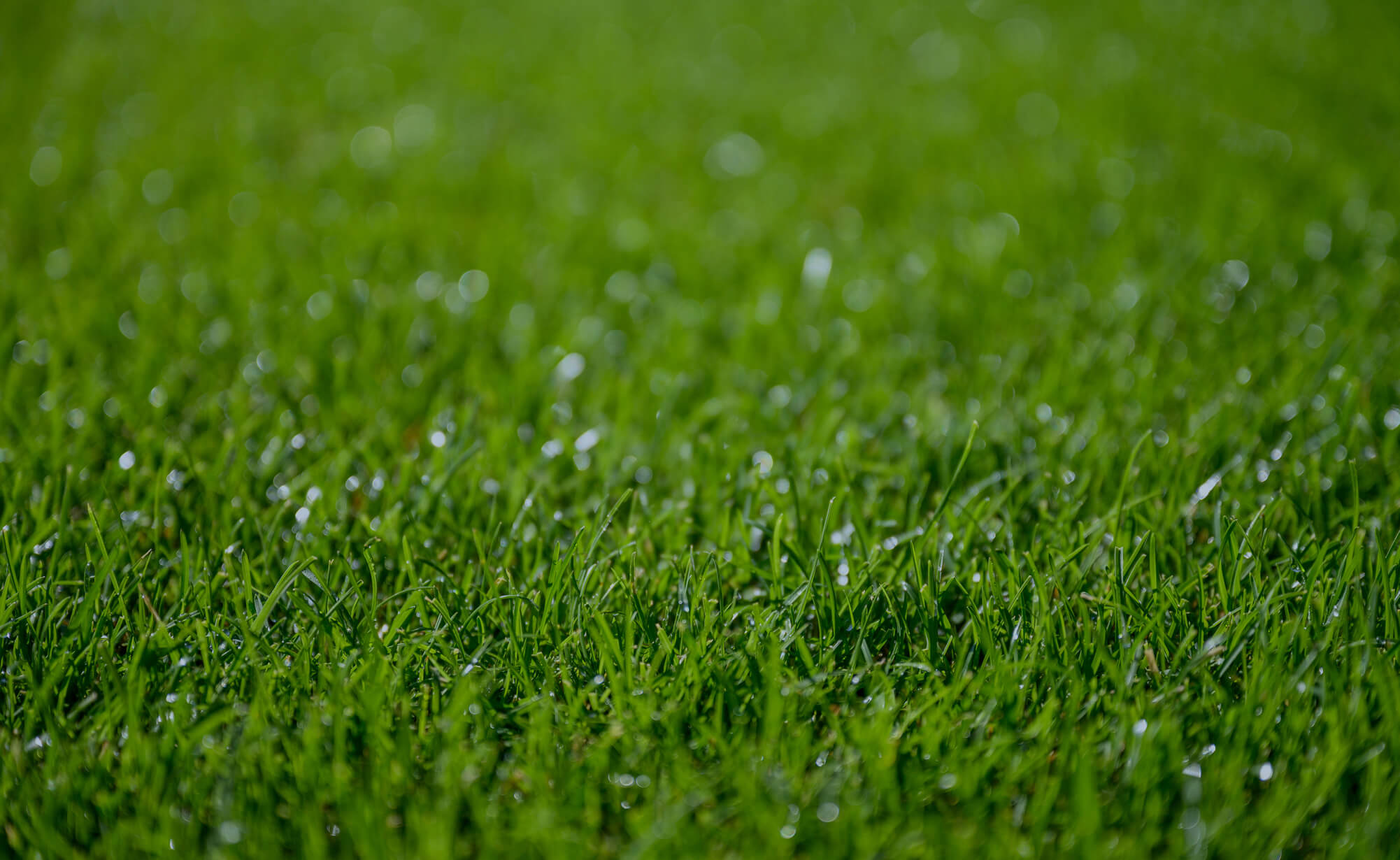Dewy green grass close-up with blurred bokeh background