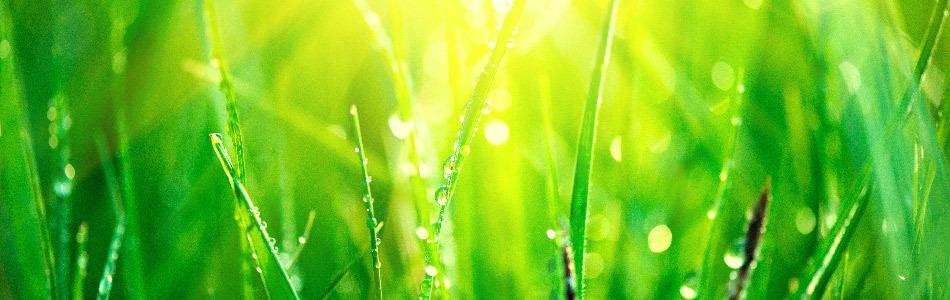 Dewy green grass blades with sunlight and water droplets glistening