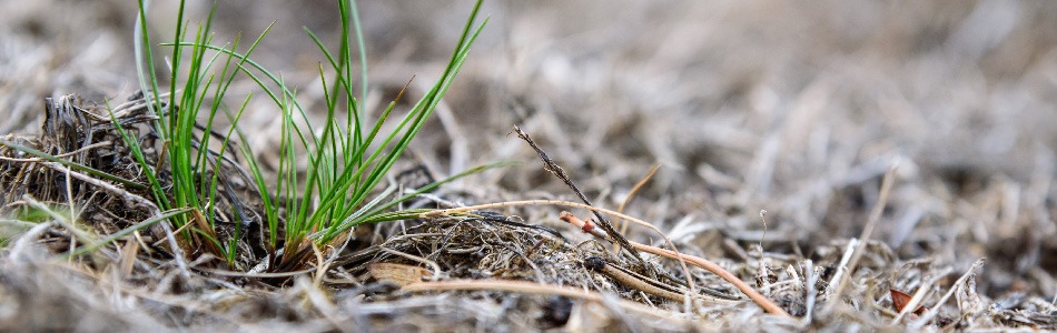 Green grass sprouting from dry, brown ground with scattered twigs and debris