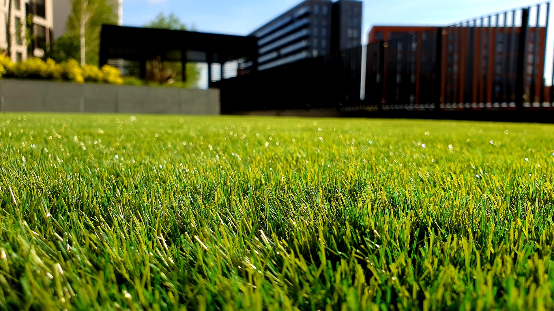 Close-up of vibrant green grass with modern buildings in background