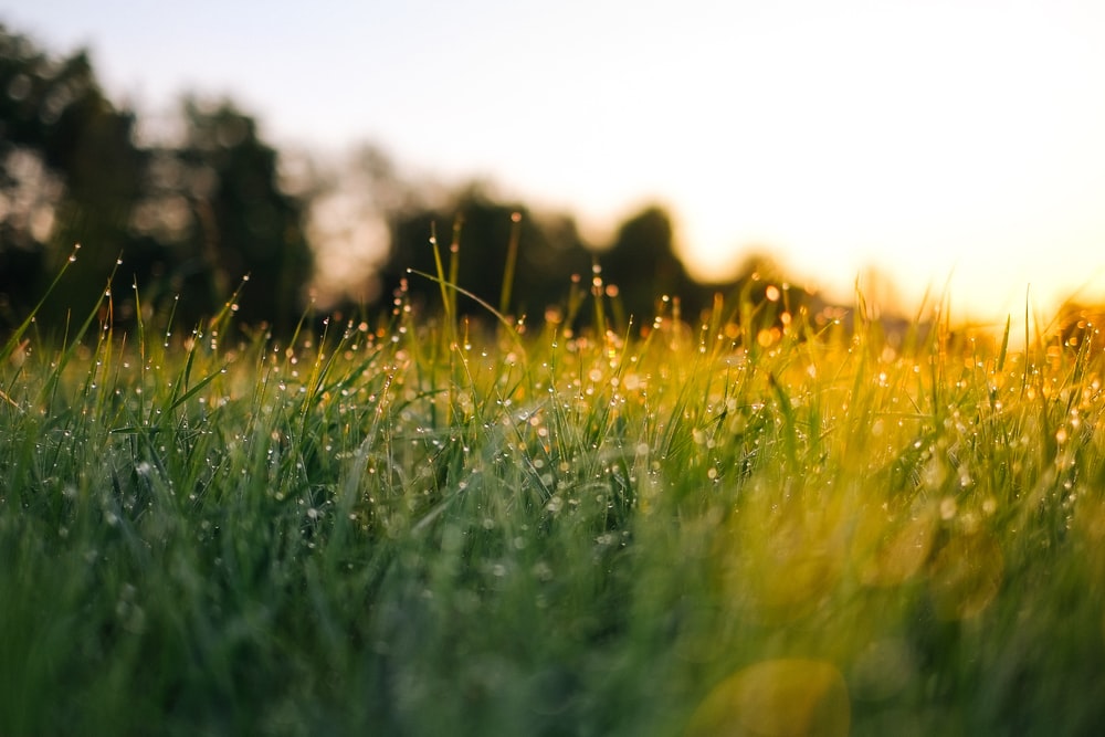 Dew-covered grass field at sunrise with blurred trees in background