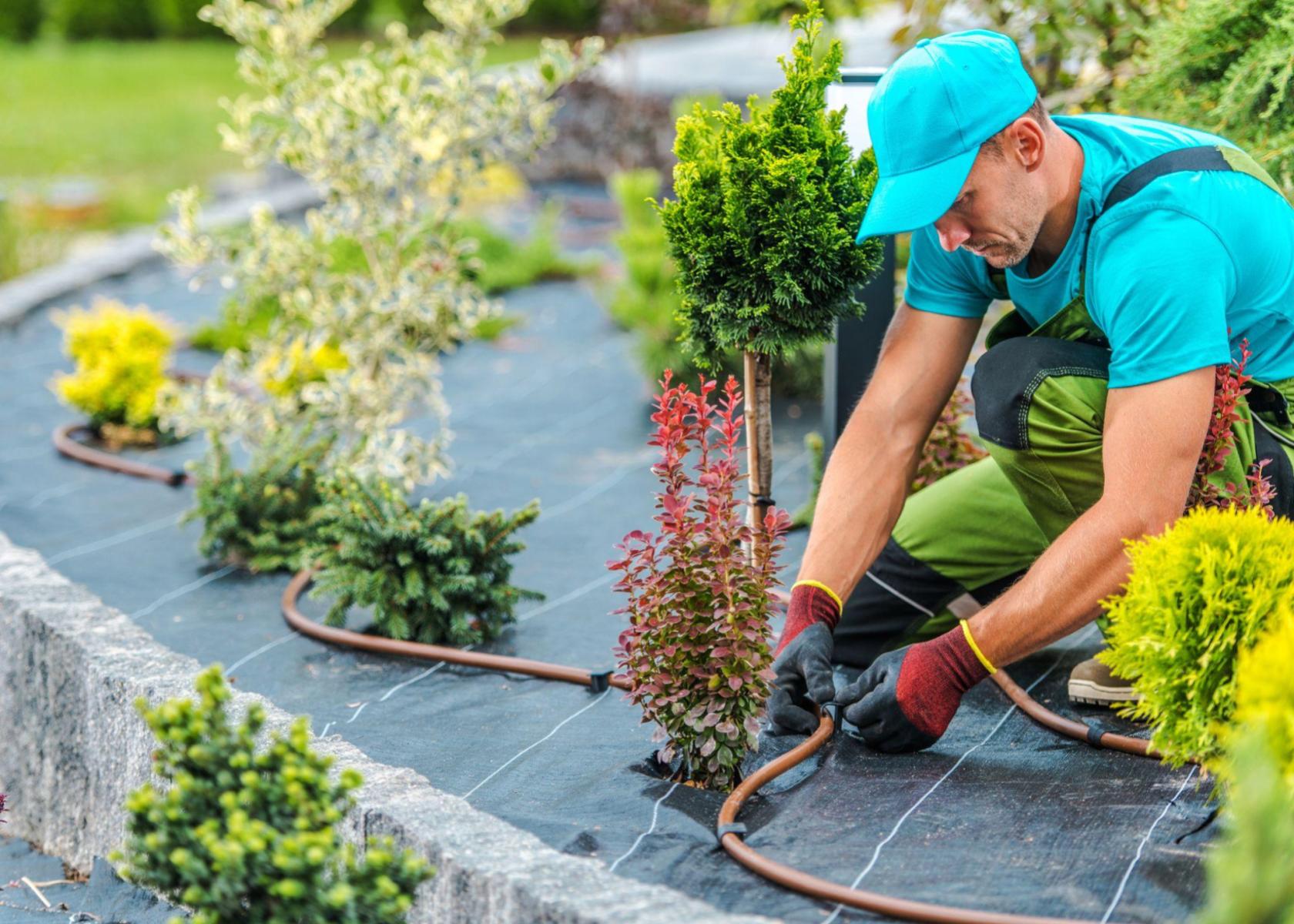 Gardener installing irrigation system among colorful plants and landscaping
