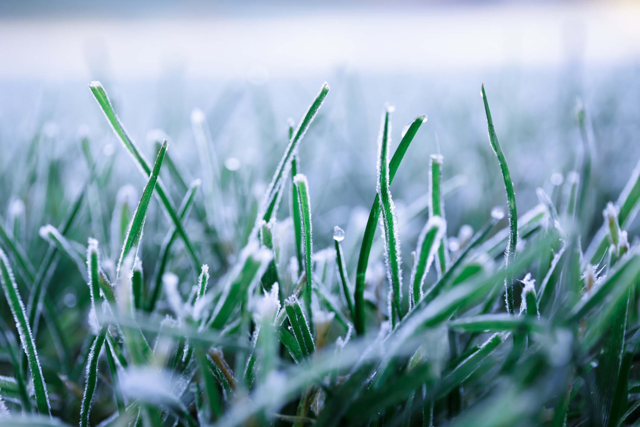 Frosted grass blades with white ice crystals on a cold winter morning