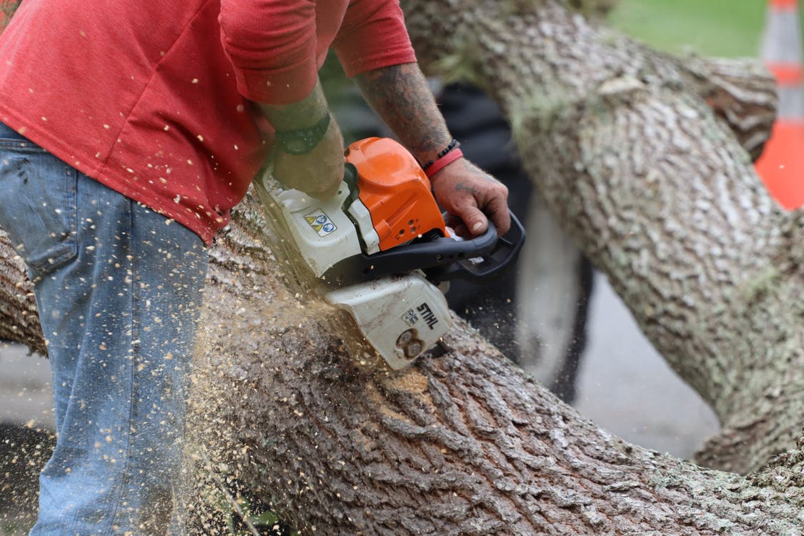 Worker using chainsaw to cut large tree trunk with wood chips flying