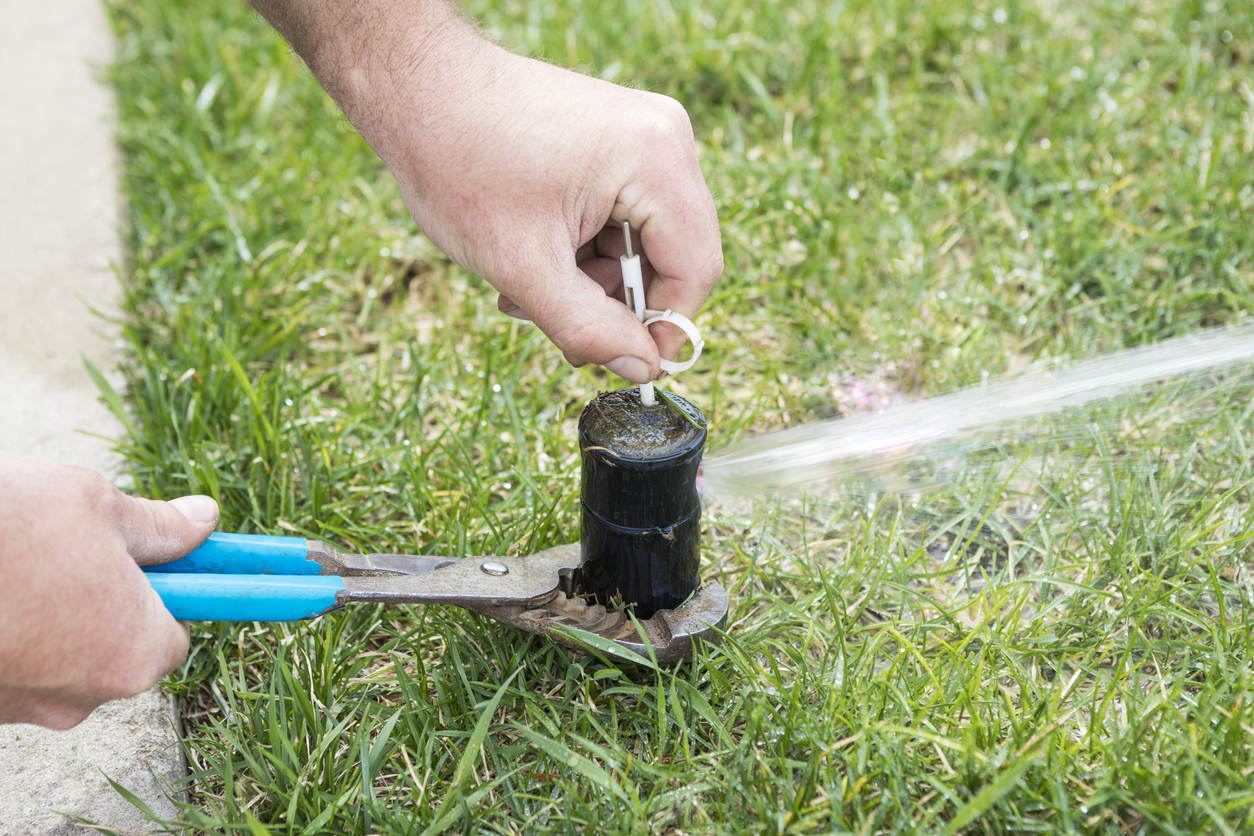 Adjusting sprinkler head with pliers in grassy lawn