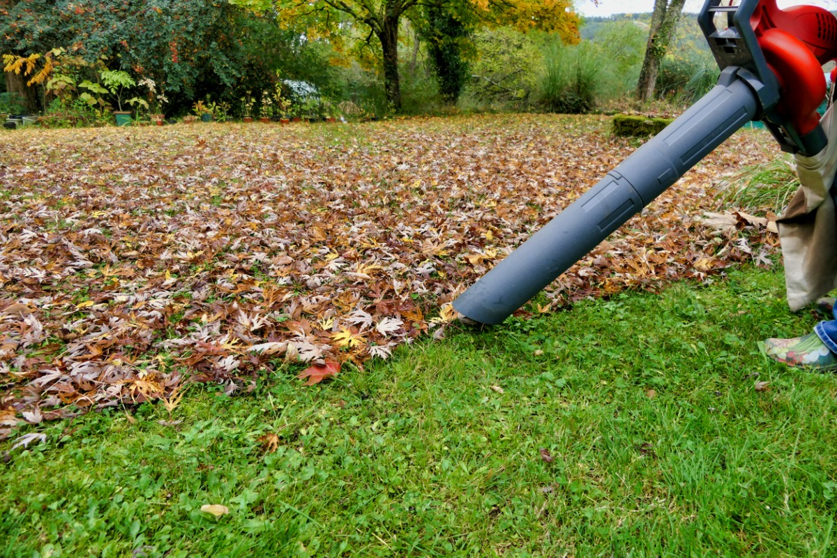 Leaf blower clearing fallen autumn leaves from green grass lawn