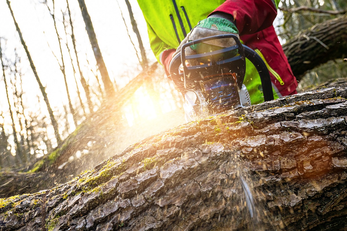 Chainsaw cutting through a large moss-covered tree trunk in sunlit forest