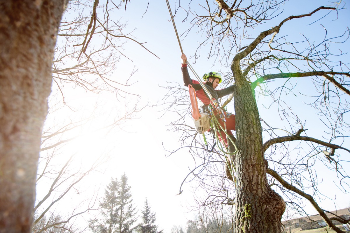 Arborist in safety gear climbing and inspecting a bare winter tree