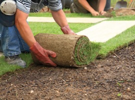 Workers installing fresh rolled sod on bare ground for new lawn