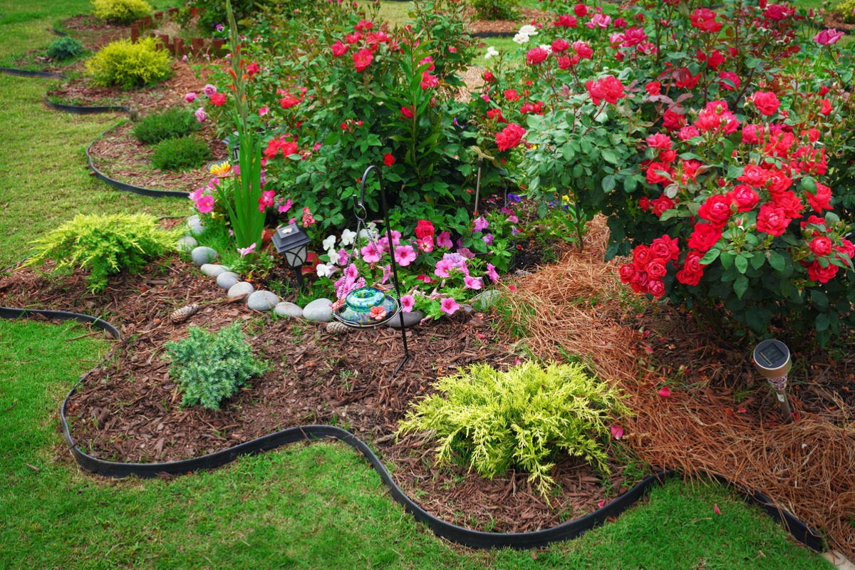 Colorful rose garden with red and pink roses, mulched beds, and decorative stones
