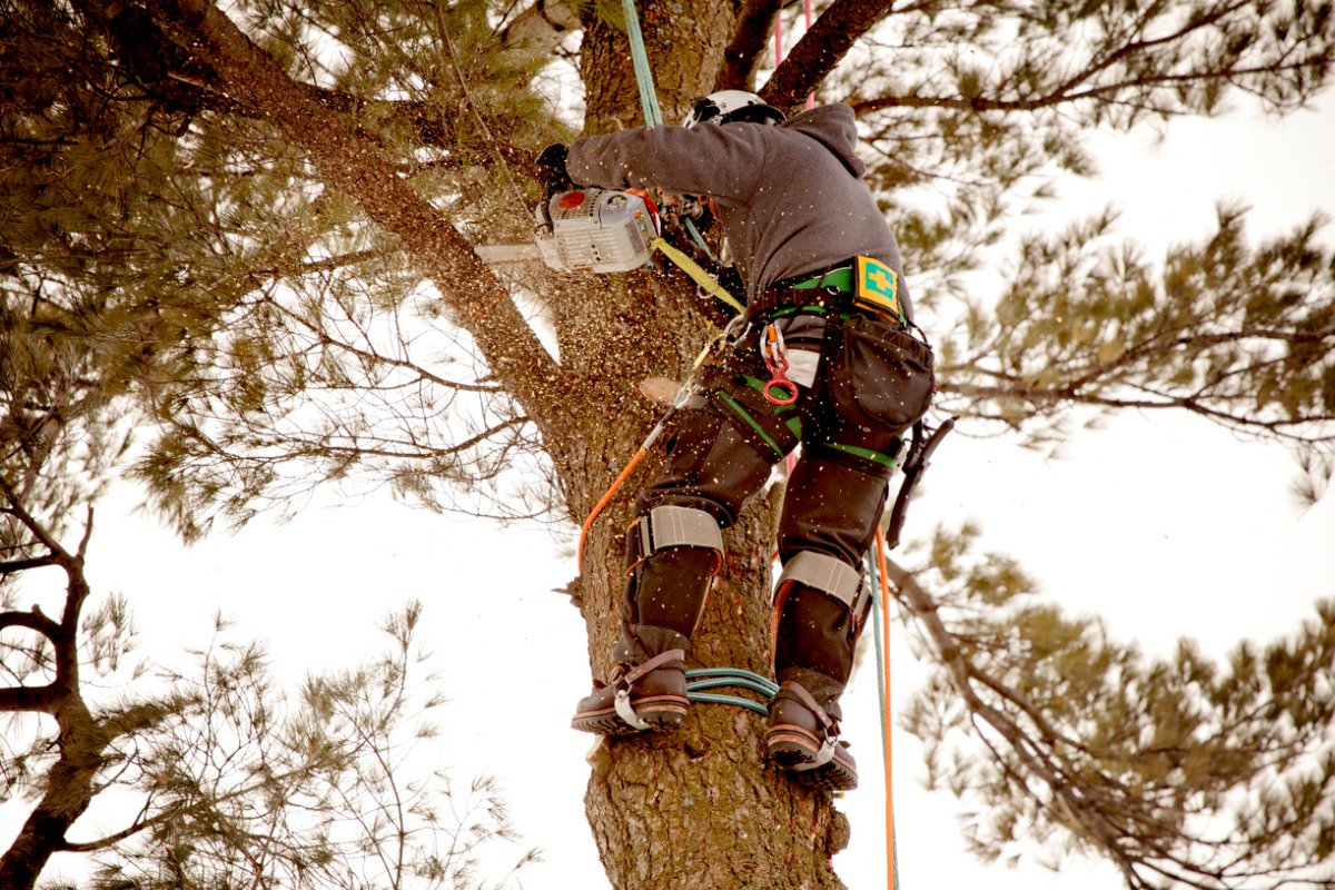 Arborist climbing a tree with safety gear and climbing equipment