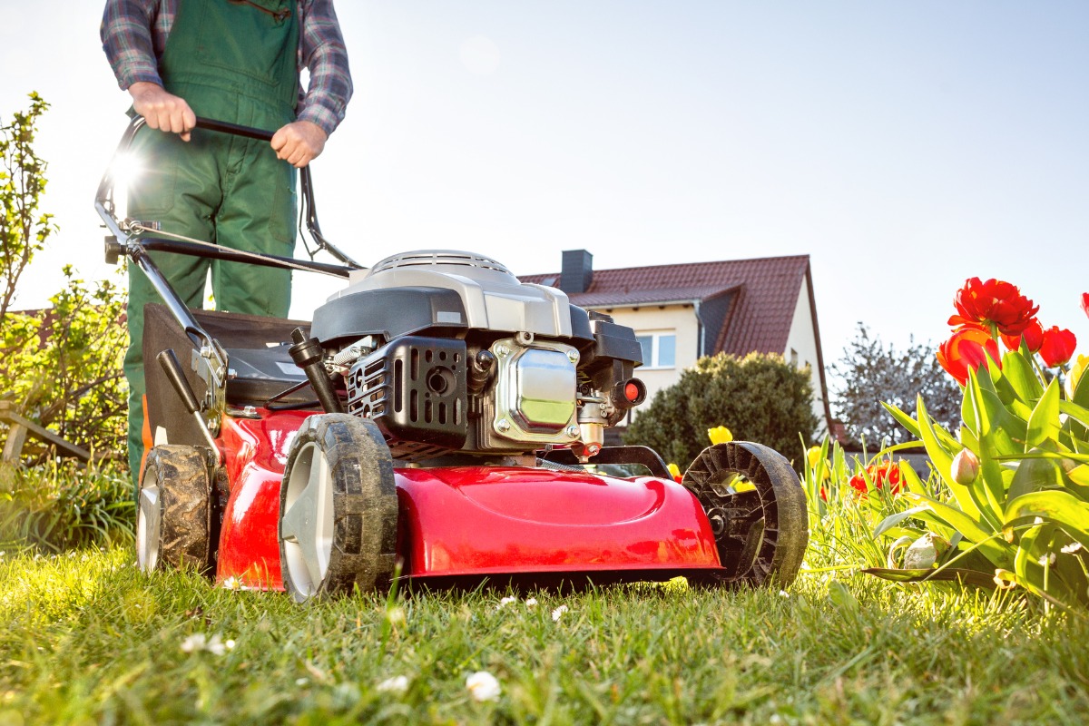 Red lawn mower cutting grass in sunny backyard with tulips