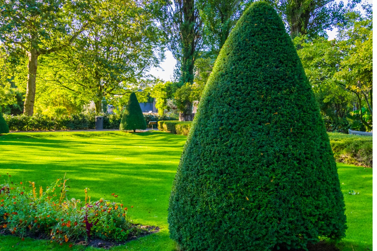 Manicured garden with precisely trimmed conical evergreen bushes and vibrant lawn